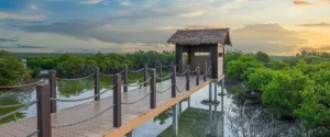Al Thakira Mangroves