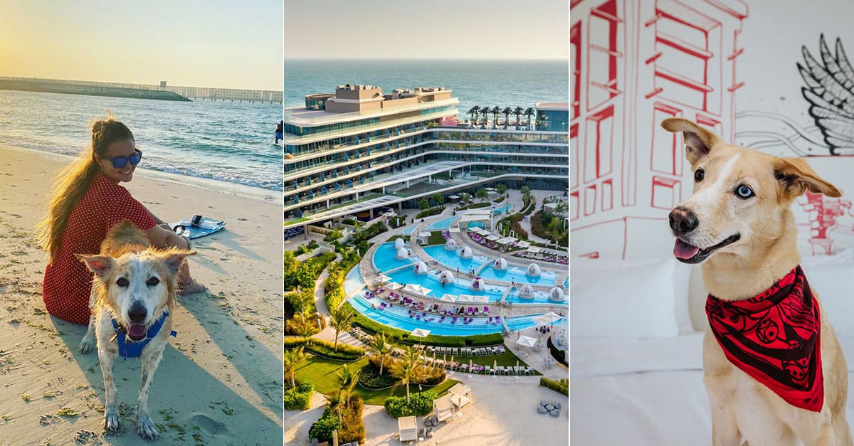 Best Dog-Friendly Hotels in Dubai