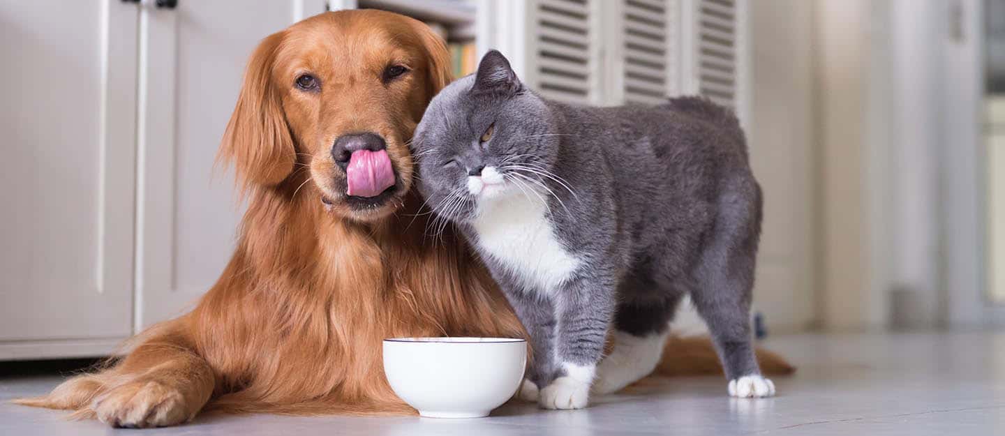 How to Register Your Pet in Dubai