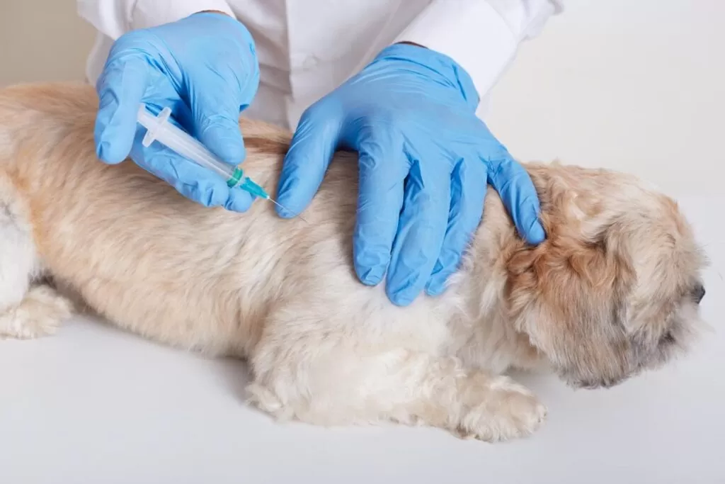 How to Register Your Pet in Dubai
