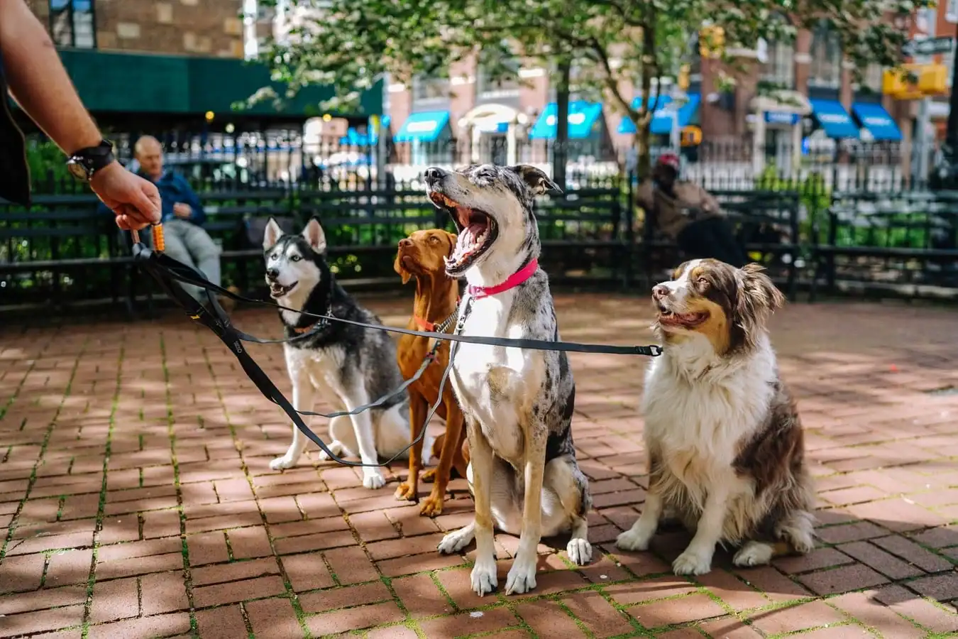 Top Pet-Friendly Communities in Dubai